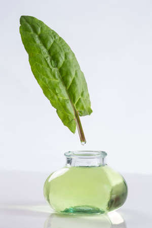Herbal medicine common sorrel garden sorrel Rumex acetosa spinach