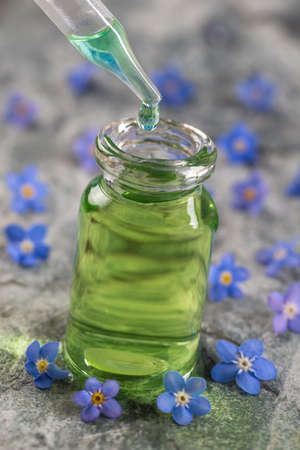 Light blue flowers of Forget-me-not isolated on white backgroundの写真素材