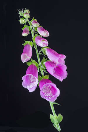 Foxglove Digitalis purpurea flower on black backgroundの写真素材
