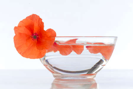 Poppy in glass cup herbal tea preparationの写真素材