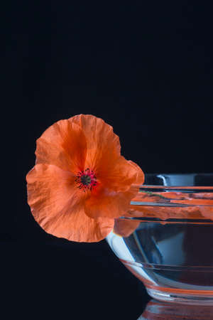 Poppy in glass cup herbal tea preparationの写真素材