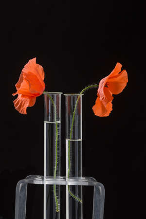 Poppy in test tube for herbal medicine and essential oilの写真素材