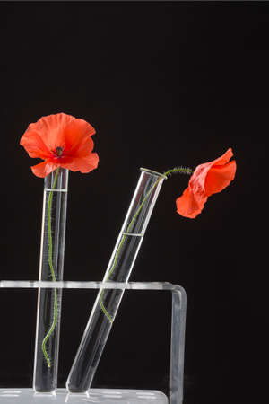 Poppy in test tube for herbal medicine and essential oilの写真素材