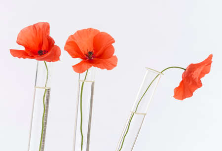 Poppy in test tube for herbal medicine and essential oilの写真素材