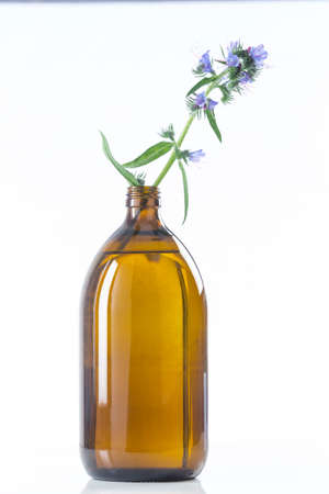 Borage oil Borago Officinalis Herbal and alternative Medicineの写真素材