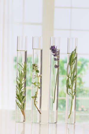 Flowers and plants in test tubes for scitific experimentの写真素材