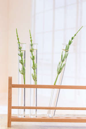 Medicinal plant Equisetum arvense Horsetail in test tubesの写真素材