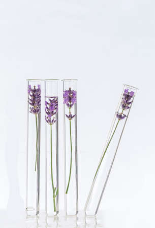 Lavender Flowers in test tubes for alternative medicineの写真素材