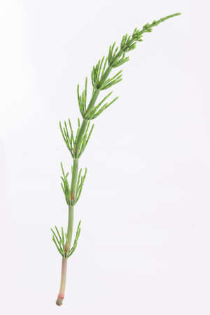 Medicinal plant: Fresh Equisetum arvense. Horsetail on whiteの写真素材