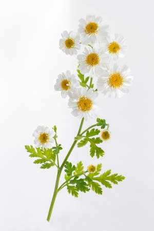 Fresh Chamomiles isolated on white background. cutoutの写真素材