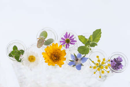 herbal therapy concept, Flowers in test-tubes isolated on whiteの写真素材