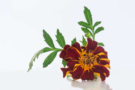 Small bottle of essential oil Tagetes flowers extractの写真素材