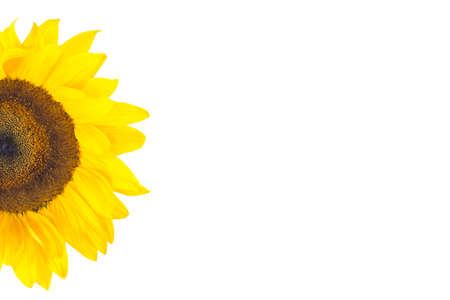 sun flower half, isolated, for background on whiteの写真素材