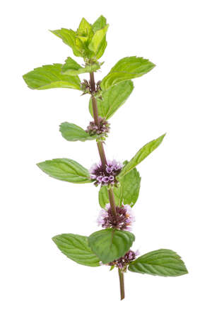 Fresh raw mint leaves isolated on whiteの写真素材