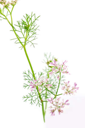 fresh green leaf cilantro coriander blossom close up isolated on white backgroundの写真素材