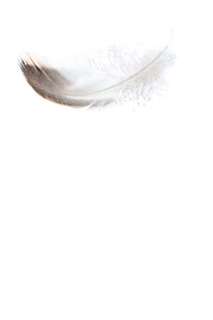 Pure feather falling on a white backgroundの写真素材