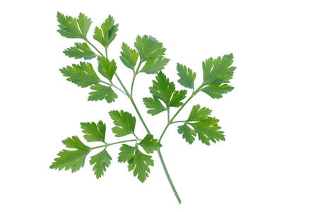 Branch of fresh green parsley on white