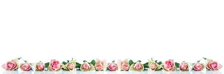 Pink roses panoramic border with bokeh lightingの写真素材