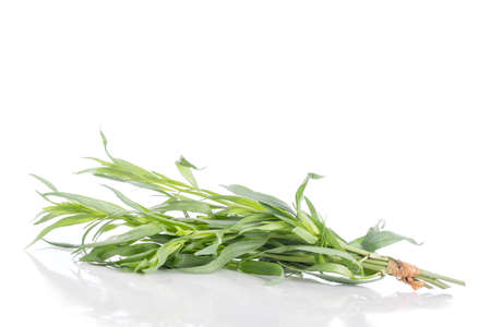 Fresh tarragon herbs, Tarragon herbs isolated on whiteの写真素材