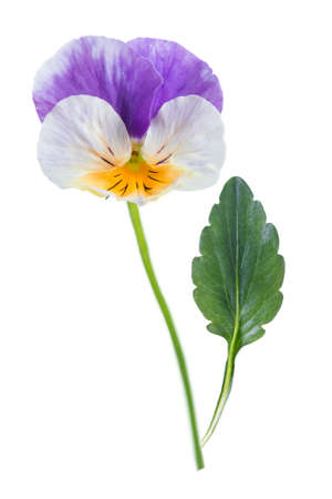 Viola tricolor nice pansies, symbolizing the arrival of springの写真素材