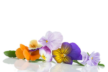 Viola tricolor nice pansies, symbolizing the arrival of springの写真素材