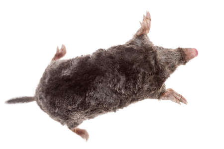 The European mole on white backgroundの写真素材