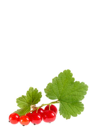 Red currant close up isolated on white backgroundの写真素材