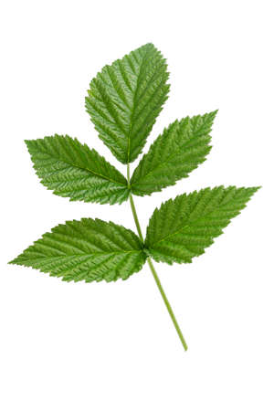 Raspberry green leaves isolated on white background
