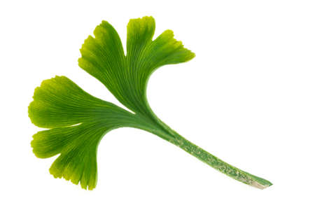 Ginkgo biloba fresh leaves on white background