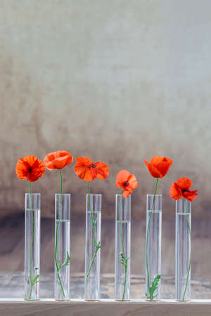 Poppy in test tube for herbal medicine and essential oil on grey vintage background. The concept of biological herbal research.の写真素材