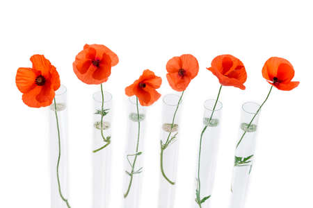 Red Poppy in test tube for herbal medicine and essential oil on wooden background. The concept of herbal medine and chimical research.の写真素材