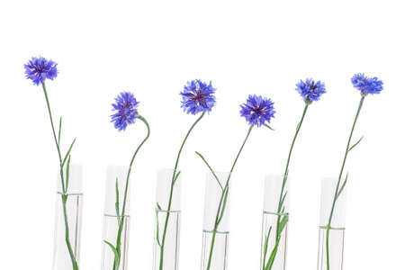 Beautiful blue cornflower in test tubes isolated on white-herbal medicine researchの写真素材