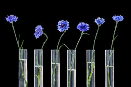 Beautiful blue cornflower in test tubes isolated on black-herbal medicine researchの写真素材