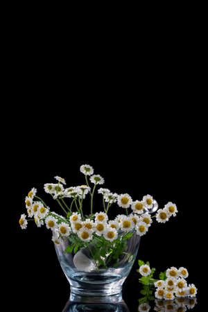 mortar and pestle with chamomille- berbal medicine concept on black backgroundの写真素材