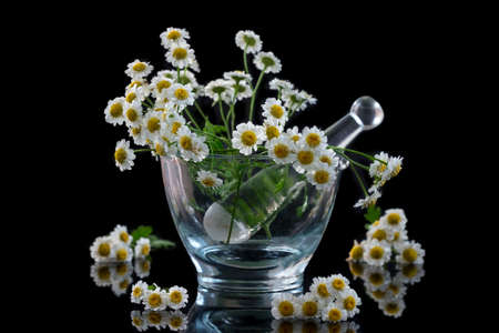 mortar and pestle with chamomille- berbal medicine concept on black backgroundの写真素材