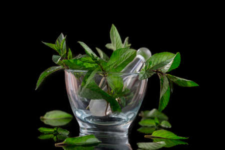 Mortar with peppermint isolated on black backgroundの写真素材