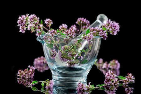 glass mortar Flowering oregano Origanum vulgare - isolated in blackの写真素材