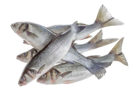 Several Sea basses isolated on white croped imageの写真素材
