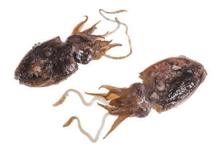 Freshly fishing squidback from the market ready to cook isolated on white backgroundの写真素材