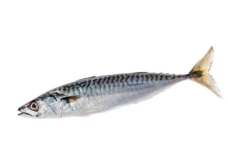 One crop Fresh atlantic mackerel isolated on white backgroundの写真素材