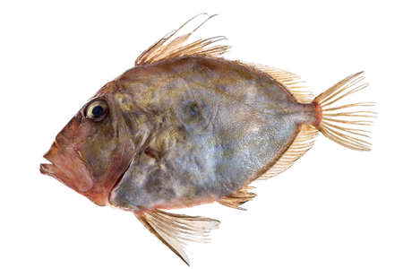 San Pierre Fish in front of white backgroundの写真素材