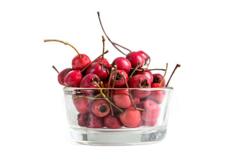 Fresh Twig of Hawthorn berries isolated on whiteの写真素材