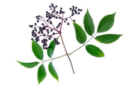 Sambucus nigra. Common names include elder, elderberry, black elder, European black elderberry on whiteの写真素材
