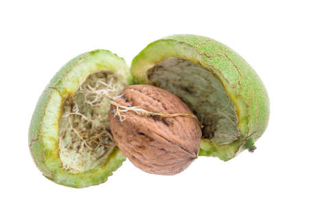 open green walnut with hull husk on white
