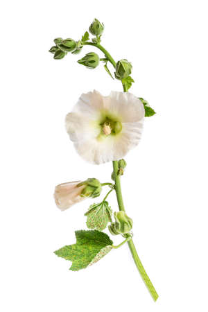 Flower beautiful white hollyhocks isolated on whiteの写真素材