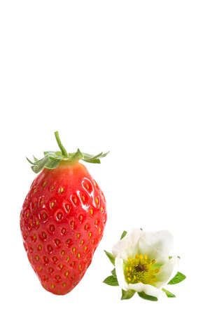 Closeup on the old and much-loved french gariguette strawberries variety, with flower on whiteの写真素材