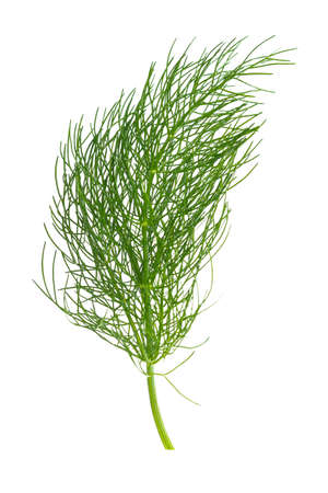 green fennel or dill isolated on white backgroundの写真素材