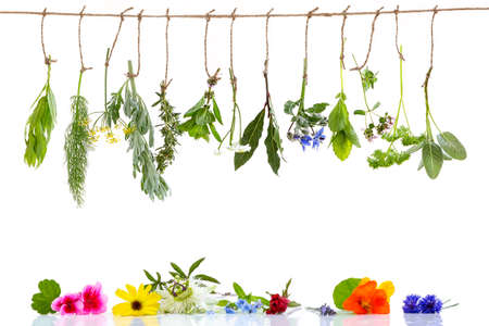 Border with Various fresh herbs and herbal tea on white fresh medicinal plants hanging on the top . Preparing medicinal plants on whiyeの写真素材
