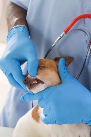 Veterinarian and cute pets on white backgroundの写真素材