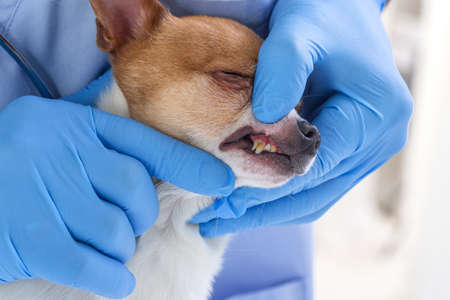 Veterinarian checks teeth to a dog - animal and pet veterinary care concept